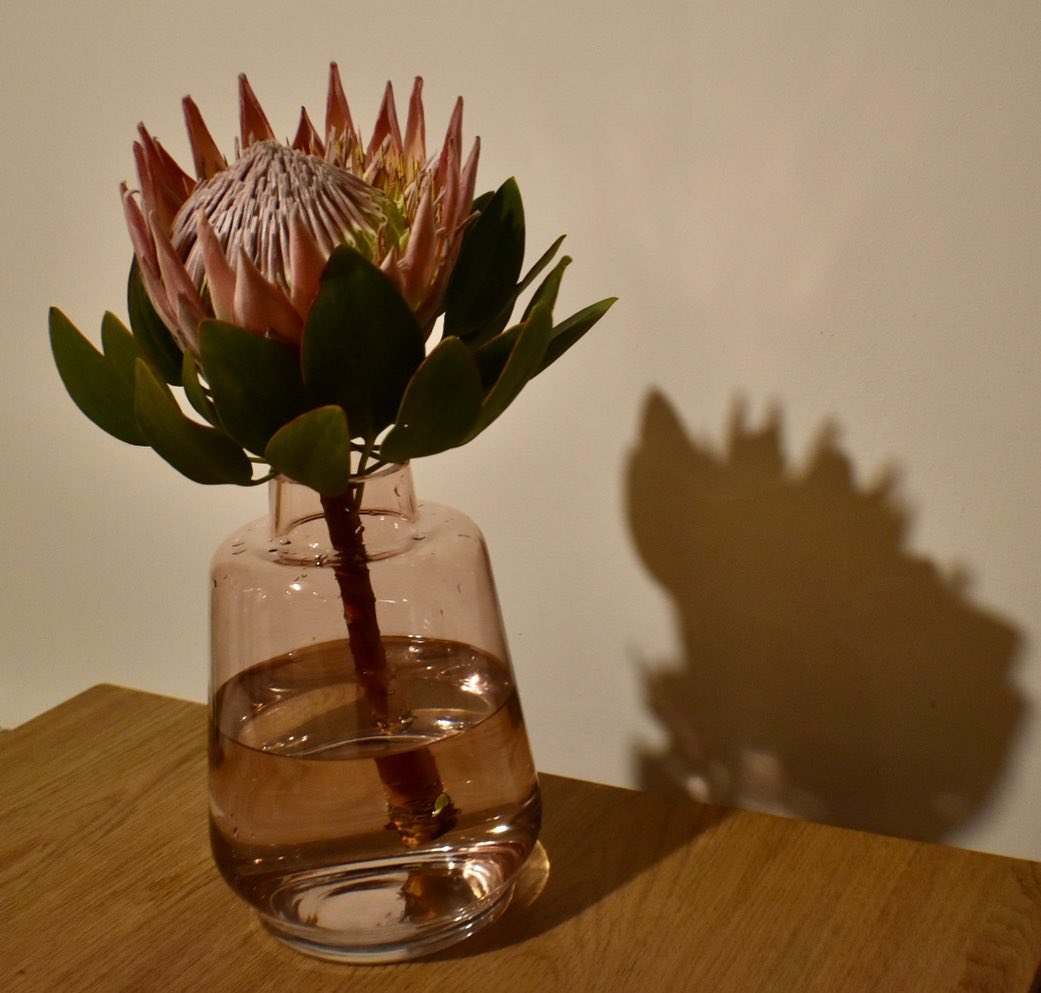 King Protea as a hero bloom