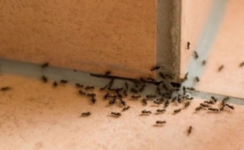 How to Get Rid of Ants