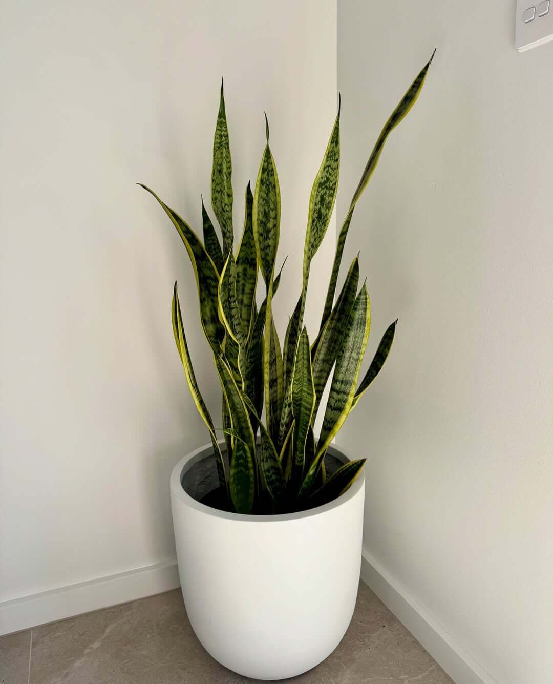Snake plant