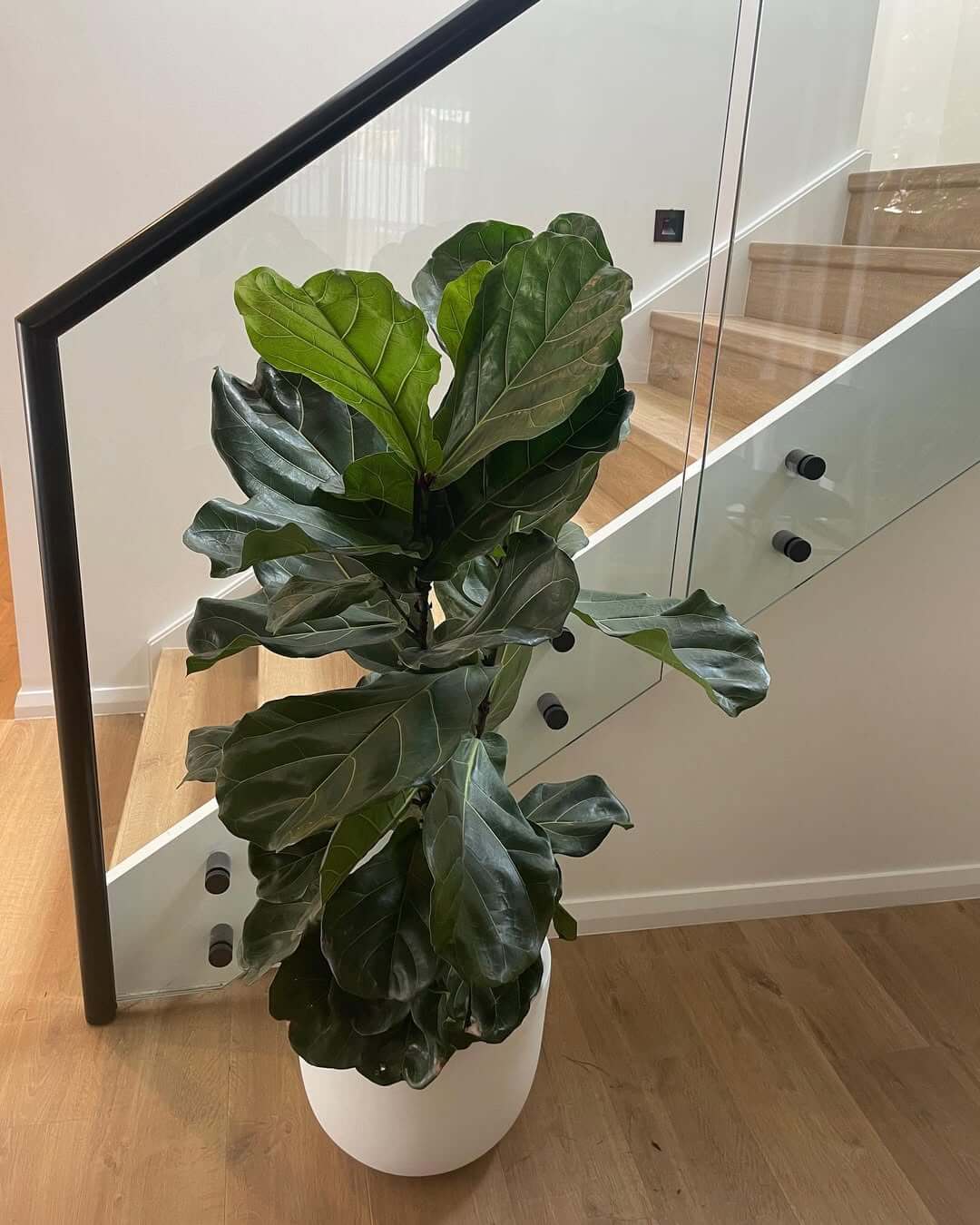 Indoor plant setup