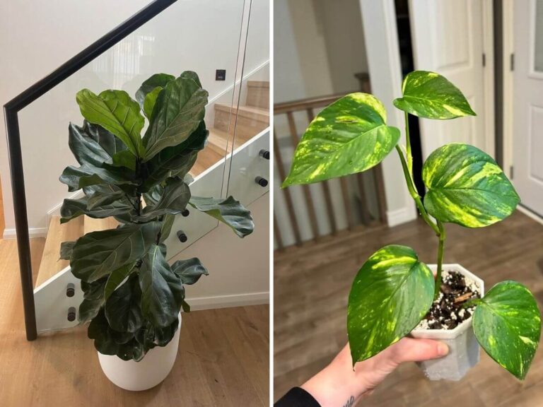 Low-Maintenance Indoor plants