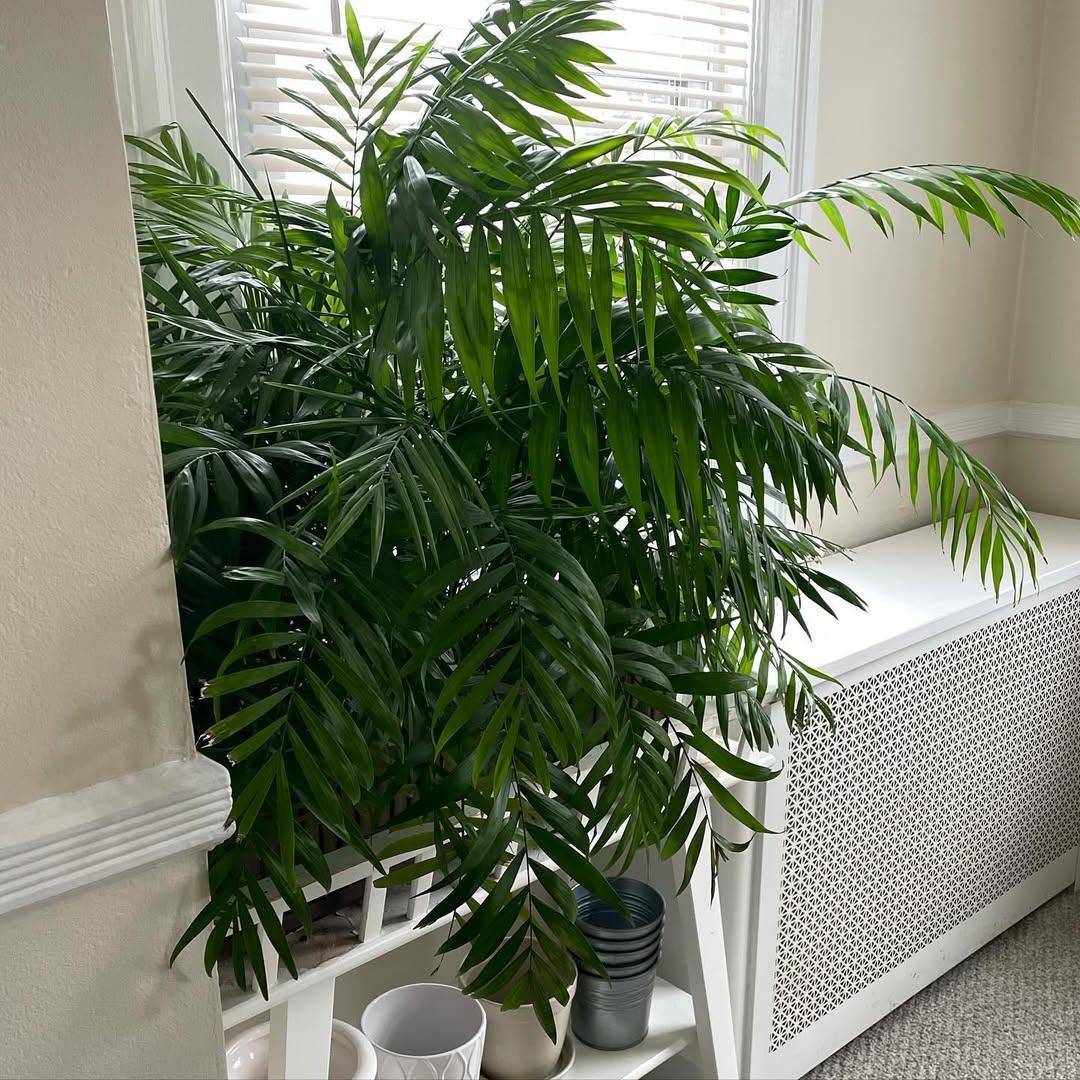Parlor palm low light plant