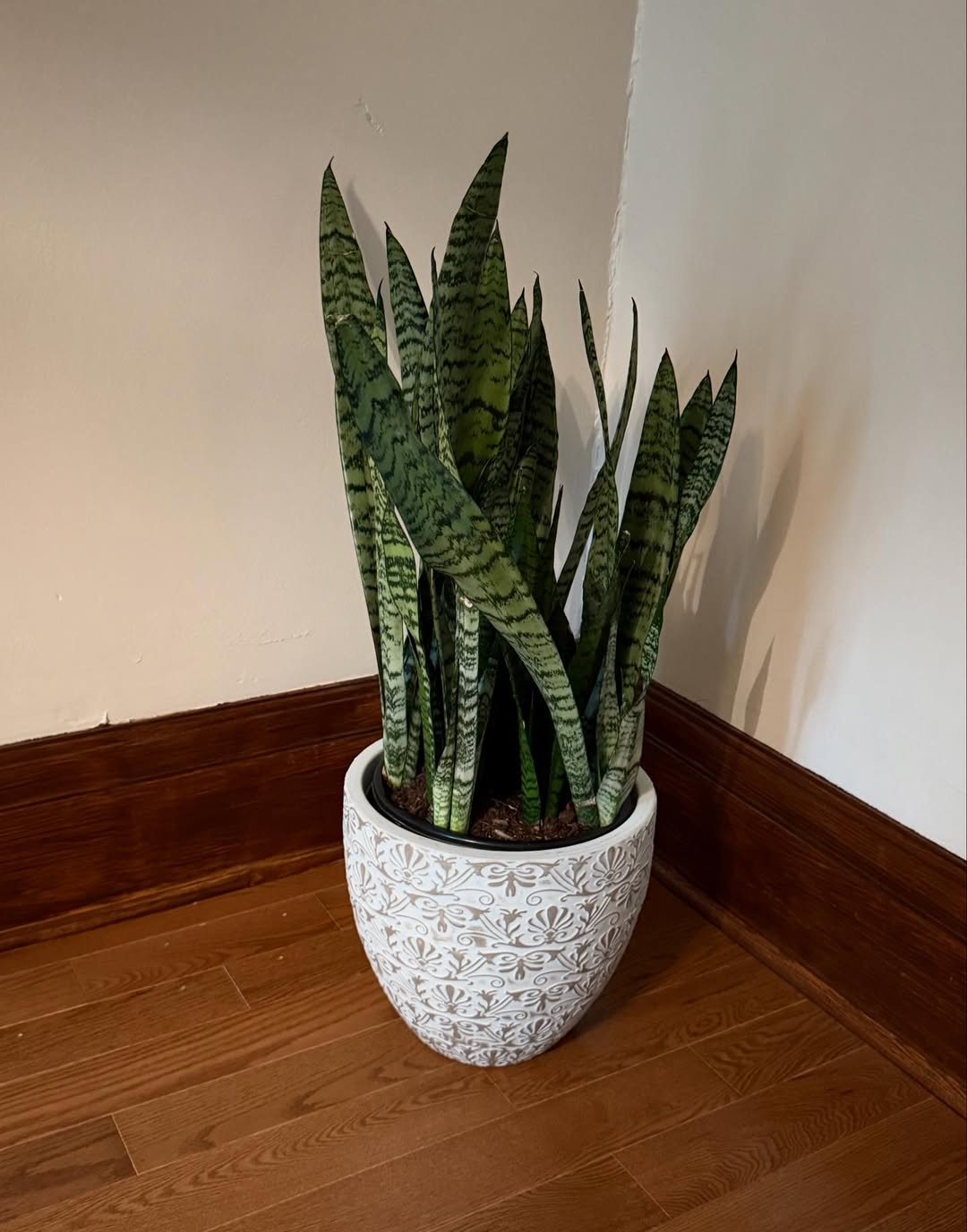 Snake plant