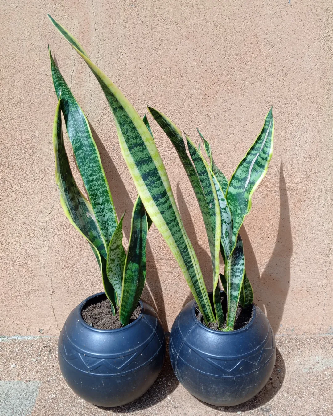 Snake plant