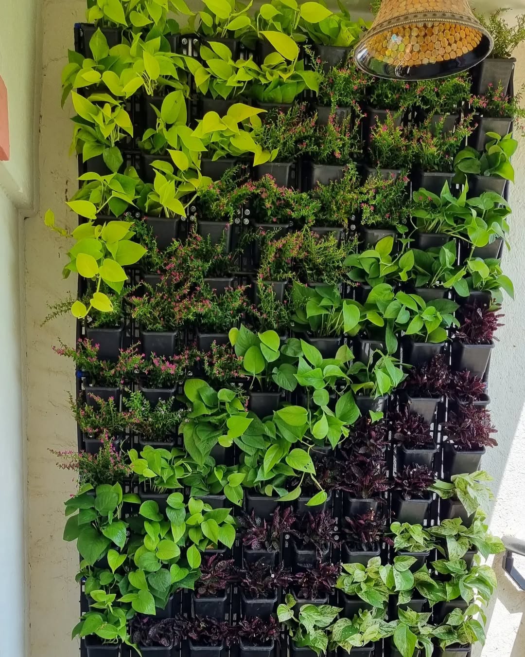 Use lightweight potting for balcony vertical garden