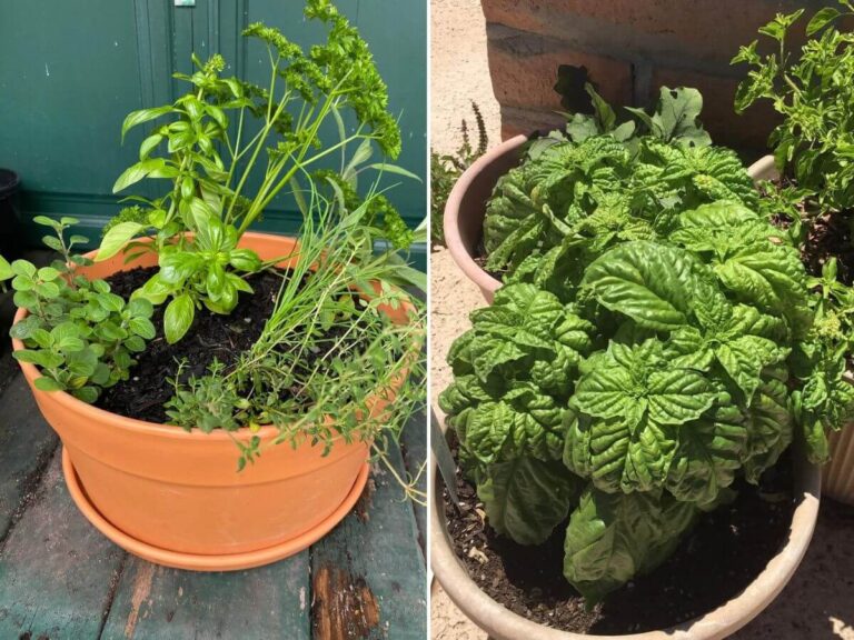 herb garden ideas