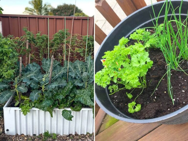 raised bed garden ideas