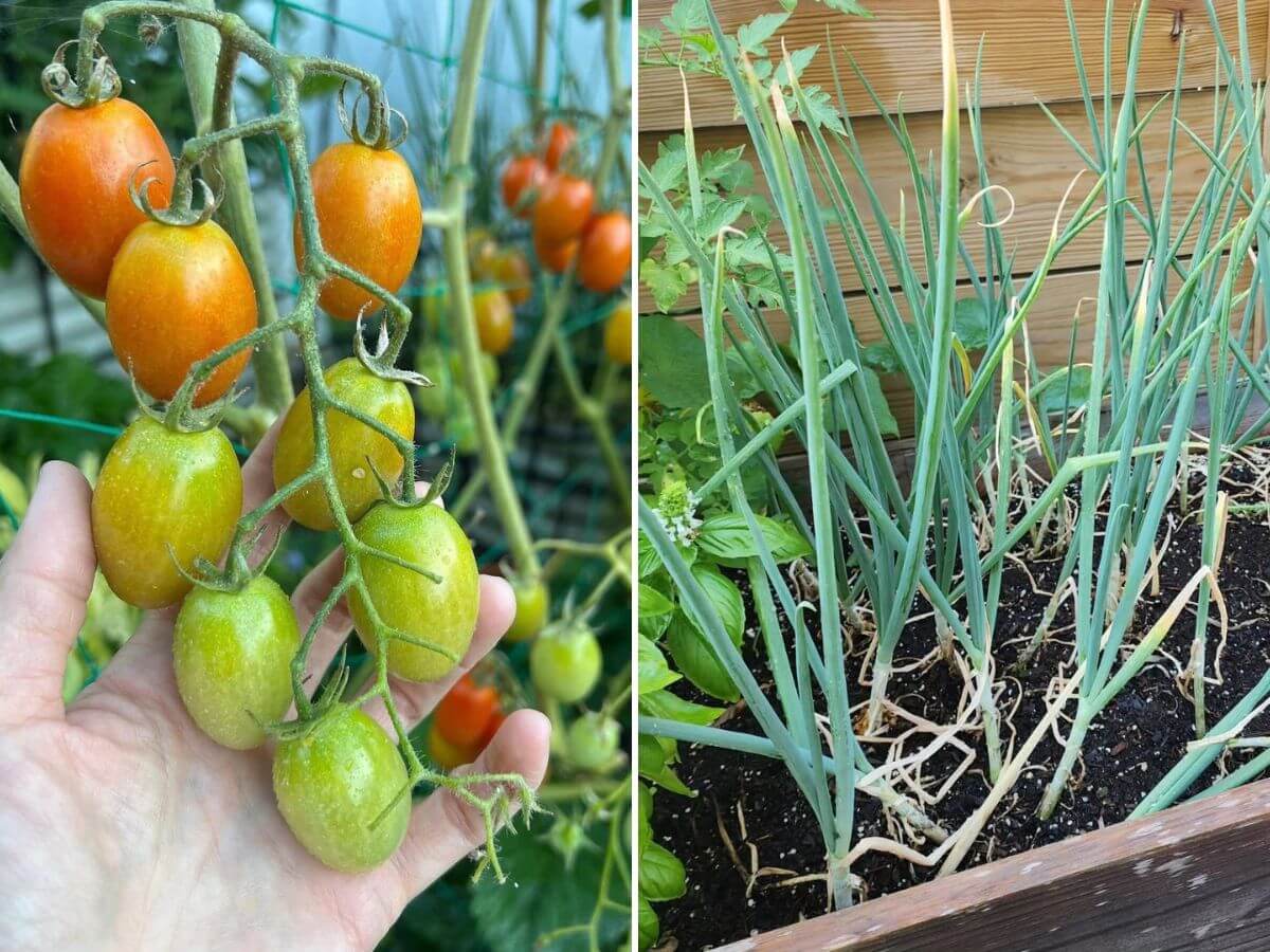 vegetable garden ideas