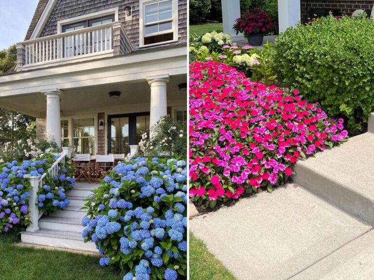 Front Yard Plants