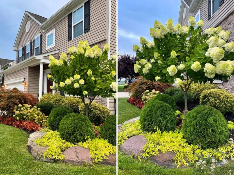 Front Yard Trees and Plants