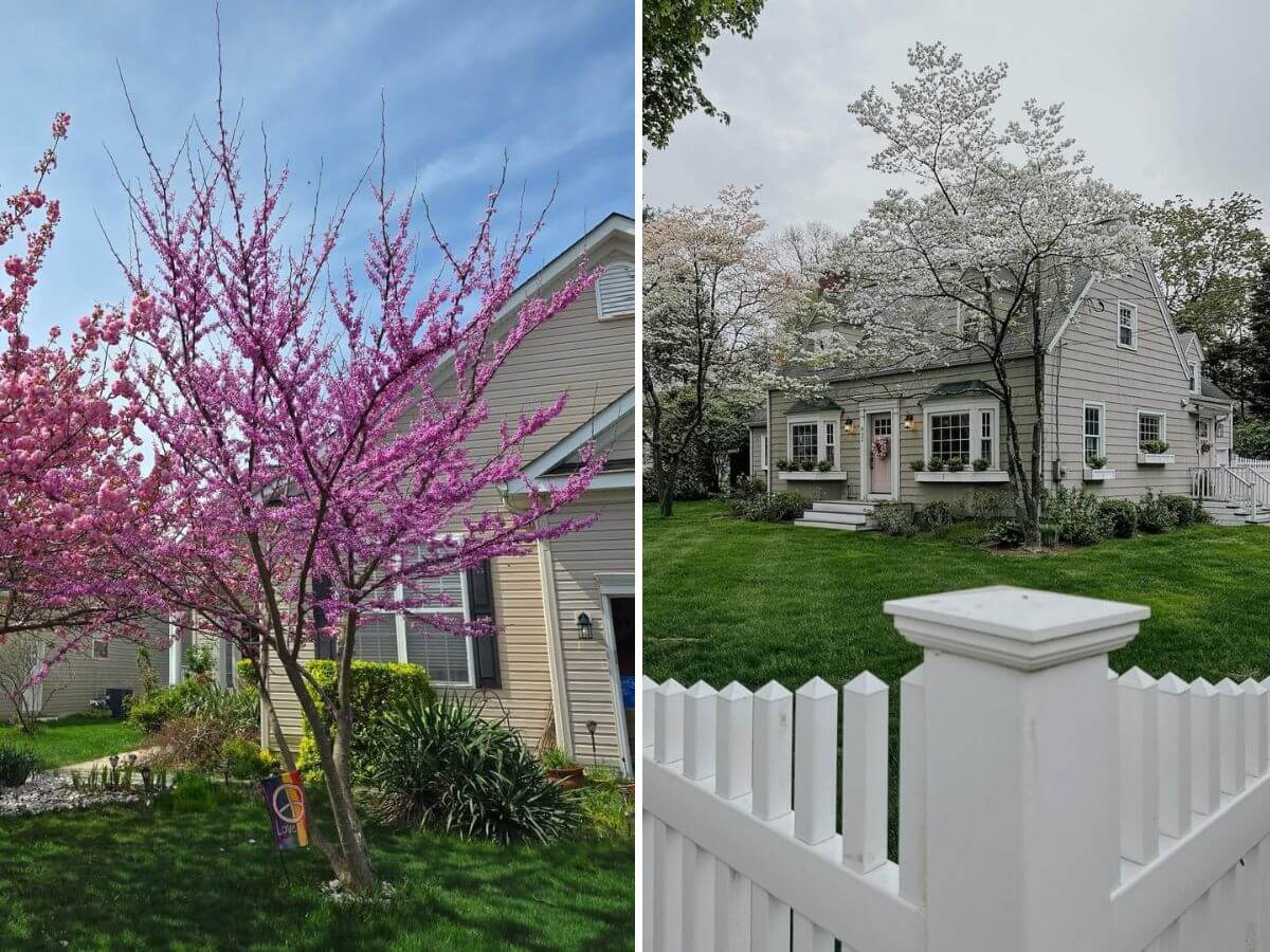 best small trees for front yards