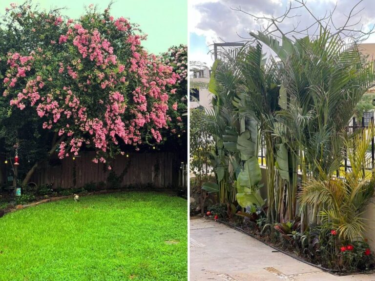 Backyard Privacy Ideas
